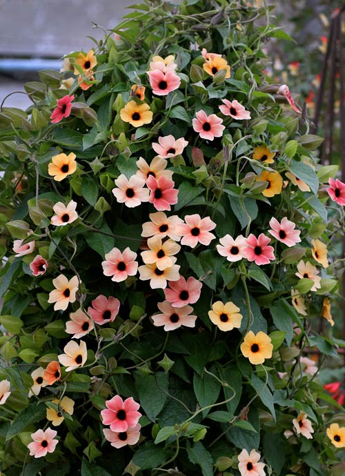 7 loài hoa tuyệt đẹp tô điểm ban công - 8