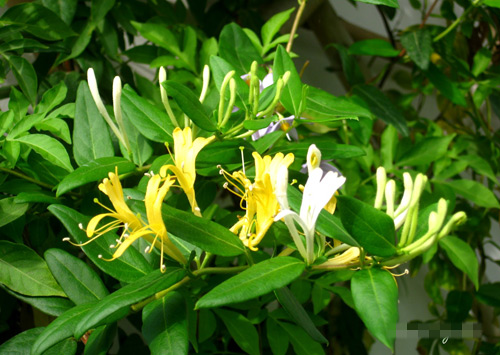 Chọn dàn hoa leo đẹp cho nhà phố - 5