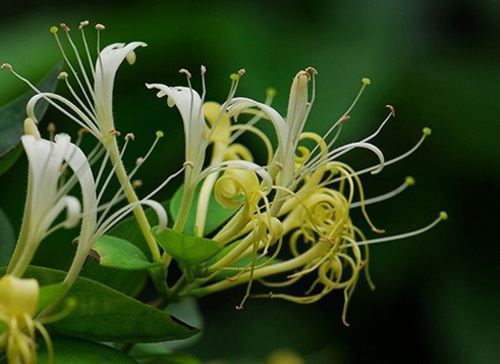 Chọn dàn hoa leo đẹp cho nhà phố - 4