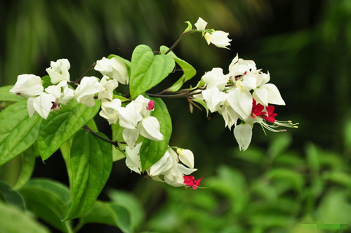 Chọn dàn hoa leo đẹp cho nhà phố - 8