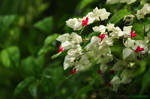 Chọn dàn hoa leo đẹp cho nhà phố - 10