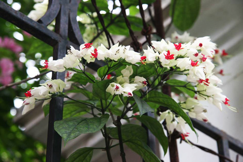 Chọn dàn hoa leo đẹp cho nhà phố - 9