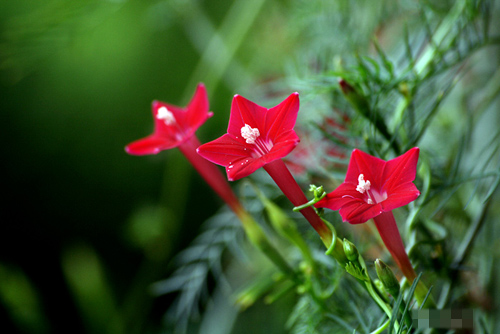 Chọn dàn hoa leo đẹp cho nhà phố - 6