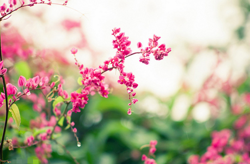 Chọn dàn hoa leo đẹp cho nhà phố - 1