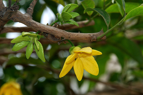 Chọn dàn hoa leo đẹp cho nhà phố - 11