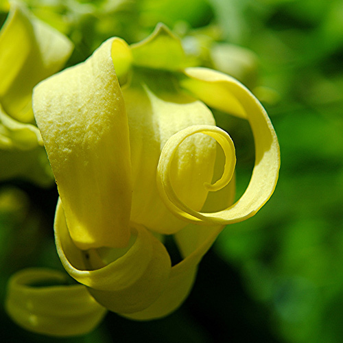 Chọn dàn hoa leo đẹp cho nhà phố - 12