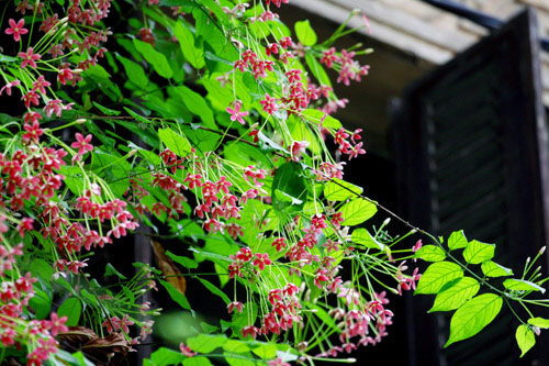 Chọn dàn hoa leo đẹp cho nhà phố - 14