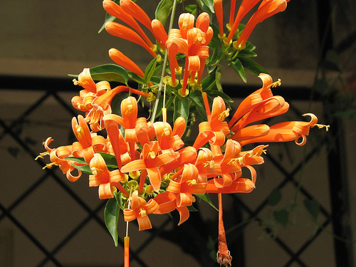 Chọn dàn hoa leo đẹp cho nhà phố - 15