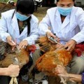 Mua sắm - Giá cả - Cấp bách chống cúm gia cầm trước Tết