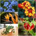 Nhà đẹp - Top cây cảnh có độc chết người cần tránh
