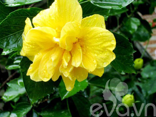 vuon que xanh mat tram hoa dua no giua long thu do - 9