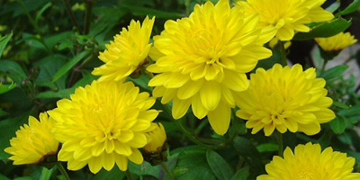nhung loai hoa de trong, de song khi dong den - 5