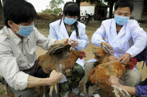 chua phat hien virus cum a/h5n8 tai viet nam - 1