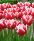 5 bước trồng Tulip nở đúng đợt Tết về - 4