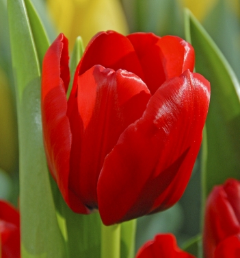 5 bước trồng Tulip nở đúng đợt Tết về - 5