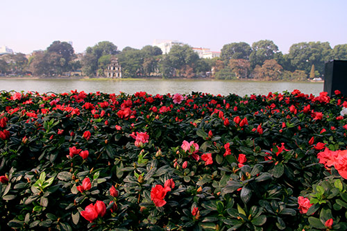 thu do ha noi ruc ro co hoa chao nam moi 2015 - 7