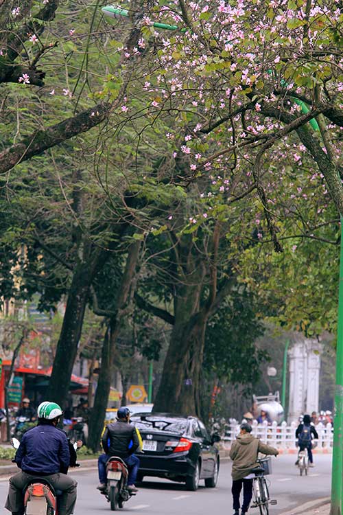 ha noi dep la qua 12 mua hoa, 12 mau sac khac nhau - 4