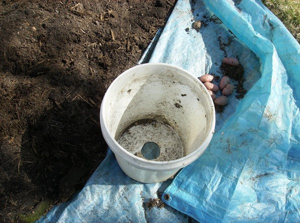 nha nho trong ca chua treo nguoc cho trai sai luc liu - 2