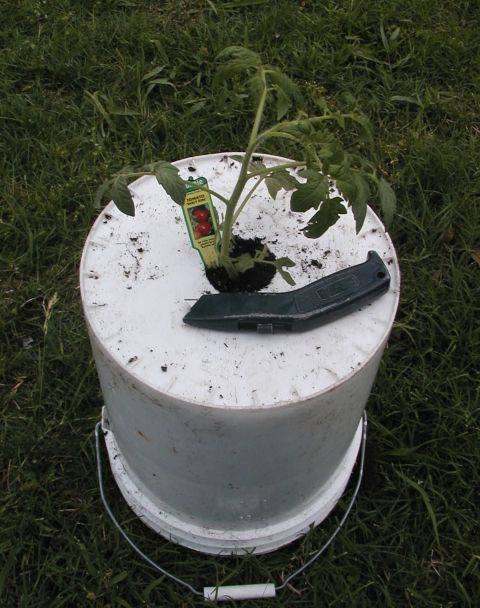 nha nho trong ca chua treo nguoc cho trai sai luc liu - 4