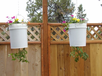 nha nho trong ca chua treo nguoc cho trai sai luc liu - 8