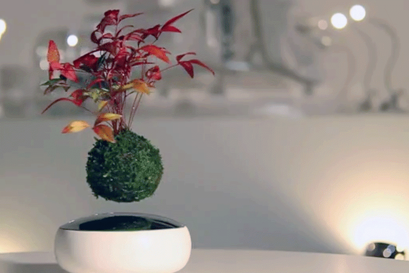 cay trong chau xua roi, tet nam nay moi nguoi "choi" bonsai bay - 3