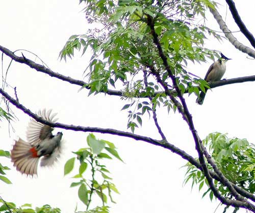 Hà Nội mùa chim chào mào làm tổ - 5