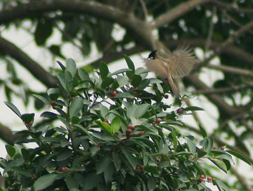 Hà Nội mùa chim chào mào làm tổ - 6