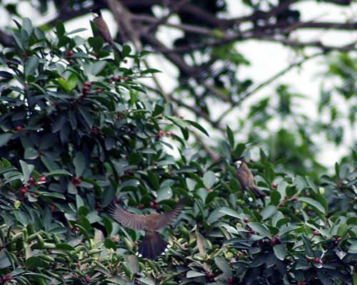 Hà Nội mùa chim chào mào làm tổ - 7