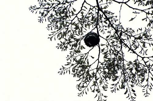 Hà Nội mùa chim chào mào làm tổ - 10