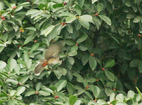 Hà Nội mùa chim chào mào làm tổ - 8