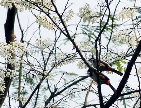 Hà Nội mùa chim chào mào làm tổ - 9