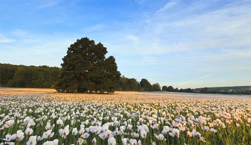 Những cánh đồng hoa đẹp "tái tê" - 10