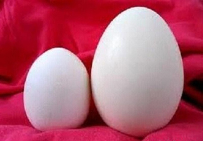 trung ngong hay trung ga bo hon? - 1