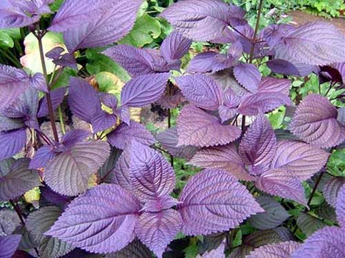 tia to: cong dung chua benh tuyet voi - 1