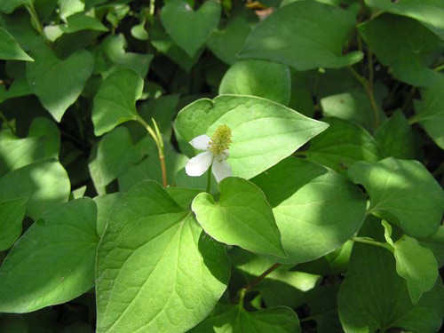 rau diep ca: nhieu tac dung chua benh - 1