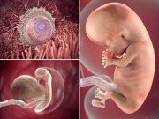 Khám phá sự phát triển 12 tuần đầu đời của thai nhi