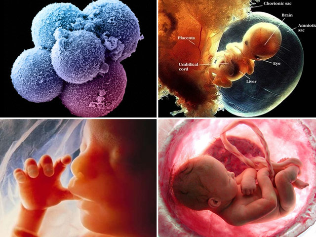Sự phát triển đáng kinh ngạc của thai nhi qua 10 bức ảnh