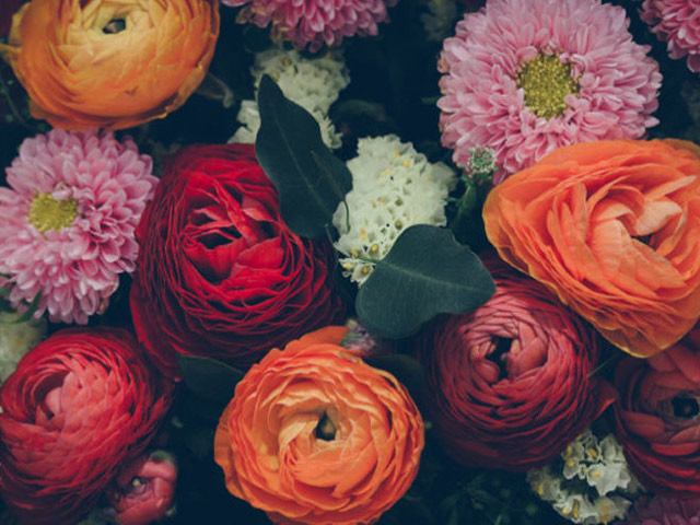 Ý nghĩa 10 loài hoa quen thuộc giúp bạn gửi trúng thông điệp tình yêu