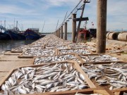 Chất độc có trong 132 mẫu hải sản ở miền Trung nguy hiểm thế nào?