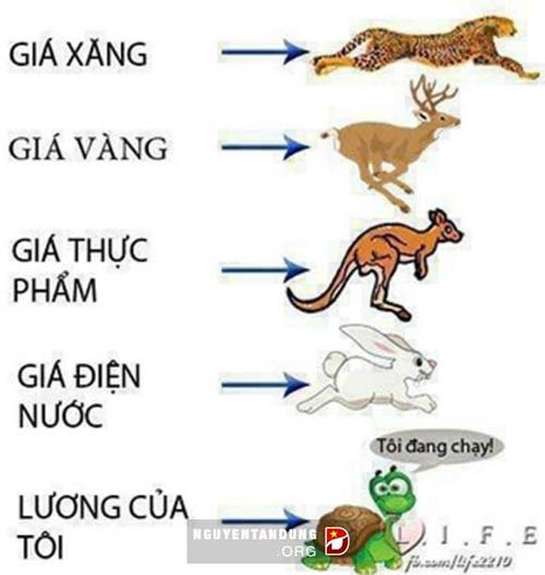 Sốt Xình Xịch' Ảnh Chế Xăng Tăng Giá