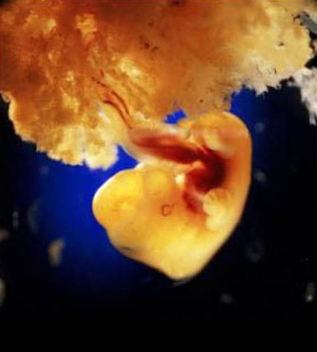 Vào ngày thứ 40, tế bào phôi tạo thành nhau thai. Nhau thai tạo thành một hàng rào bảo vệ, cung cấp oxy thông qua hệ thống tuần hoàn của người mẹ
