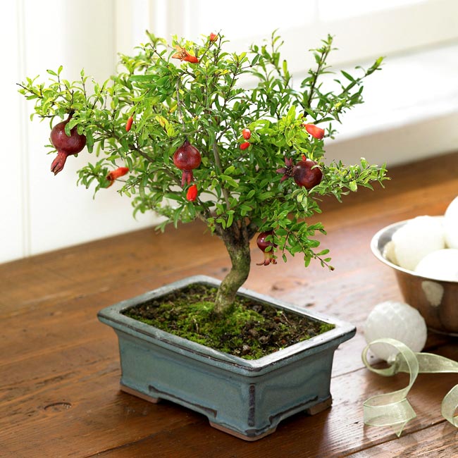 1. Cây thạch lựu

Trong phong tục tập quán, cây thạch lựu được coi là “ thạc lựu bách tử”, là tượng trưng của “đa tử đa phúc” (nhiều con nhiều phúc). Trên thực tế, hoa và quả thạch lựu màu đỏ như lửa, quả lại có thể giải khát chống say, có giá trị thẩm mỹ và giá trị sử dụng, vì vậy nó đã trở thành cây được trồng trong vườn của nhiều nhà.

Trong phong thủy, các gia đình hay trồng cây thạch lựu ở trước nhà bởi họ tin rằng, cây thạch lựu luôn mang điều may mắn và tốt lành đến cho gia chủ.

Bài liên quan:

Top cây cảnh có độc chết người cần tránh

10 cây cảnh giúp tiền vào như nước

7 loài hoa tuyệt đẹp tô điểm ban công

9 loại cây cảnh hút khí độc cực tốt
