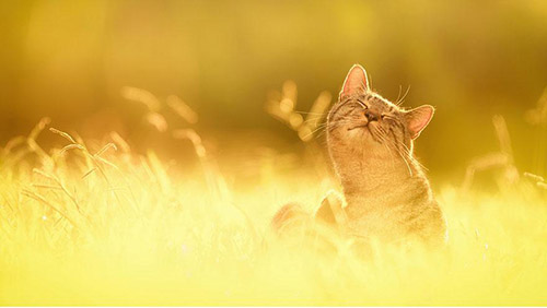 Vu Dieu Meo | Chiêm ngưỡng vũ điệu mèo và nắng TUYỆT ĐẸP