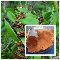 Chữa viêm da, mẩn ngứa với củ khúc khắc