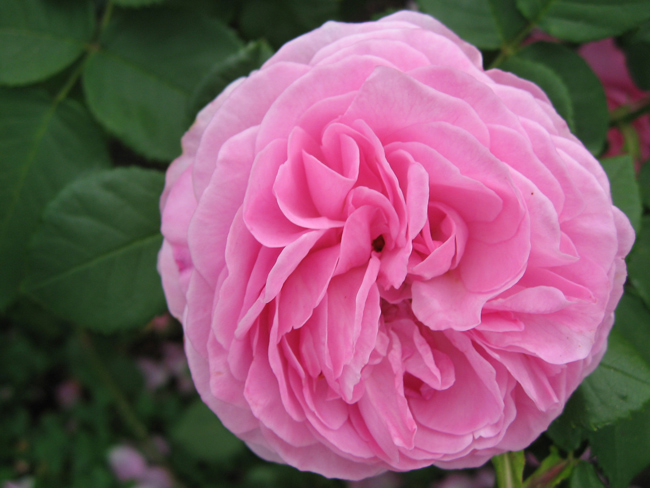 1. Louise Odier

Hoa hồng Louise Odier là một trong những loài hoa đẹp nhất thuộc dòng Bourbons. Những bông hoa nổi bật với mùi hương thơm ngát và màu hồng ấm áp đáng yêu. Giống hồng Louise Odier sẽ cho hoa hết lứa này đến lứa khác trong điều kiện thời tiết ấm nóng. Louise Odier còn được yêu thích bởi rất dễ trồng cũng như kháng bệnh tốt.

