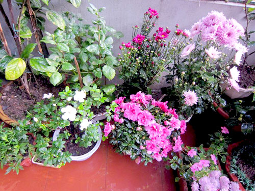 Thái Bình: Vườn hoa trăm chậu không cần bí quyết chăm trồng - 8