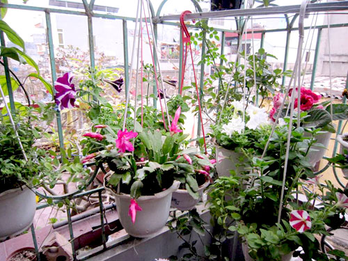 Thái Bình: Vườn hoa trăm chậu không cần bí quyết chăm trồng - 12