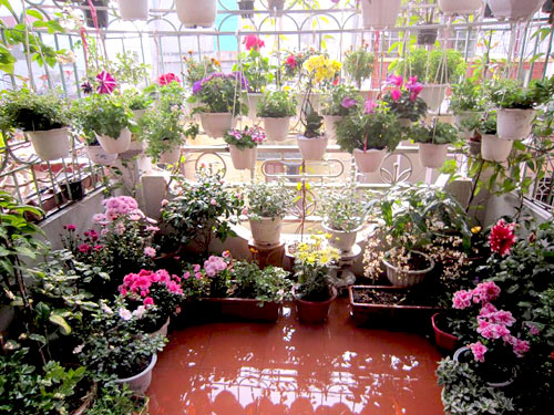 Thái Bình: Vườn hoa trăm chậu không cần bí quyết chăm trồng - 1