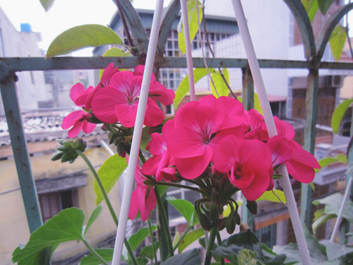 Thái Bình: Vườn hoa trăm chậu không cần bí quyết chăm trồng - 9