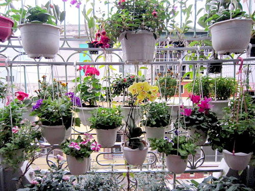 Thái Bình: Vườn hoa trăm chậu không cần bí quyết chăm trồng - 6